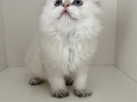 Safkan British Longhair Golden Point Erkek