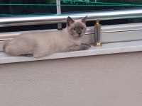 British longhair kedisi