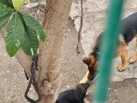 Anne baba saf alman kurdu (german shepherd)