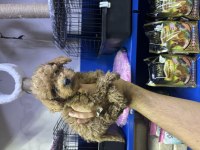 kore poodle ve poodle yavrularımız yeni yuvasını be