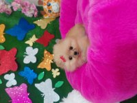 Pomeranian bebişler