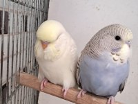 Yeni Yeme Düşmüş Muhabbet Kuşu Bebekler Canlı Renkler