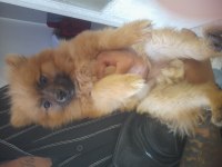 Sahiplenmek isteyenler için pomeranian