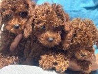 Ankaranın en güzel toy poodle yavruları