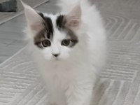 Dişi maine coon 3 ayını yeni doldurdu