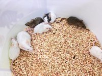 Lab ve Panda Mice