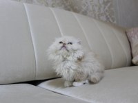 British Longhair, Vena yı sahiplendiriyoruz 2 aylık