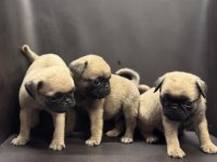 Irk ve sağlık garantili pug mops bebekler