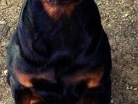 orjınal yavrular rezervde rottweiler