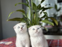 BEBEK YÜZ SCOTTISH FOLD YAVRULARIM 