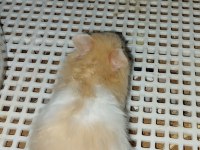 UZUN TÜY ÖZEL TÜR TEDDY BEAR HAMSTER BAŞKA YERDE YOK