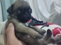 2 AYLIK DİŞİ PUG