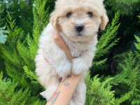 Orijinal Maltipoo Yavrular Randevu Alarak Bakabilirsiniz