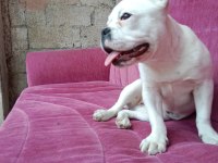 Fransız buldog 2aylik dişi çok akıllı