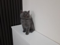 2 Aylık British Shorthair Erkek Yavru
