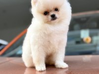 Pomeranian Boo 2-3 Aylık