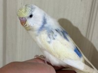 30 Günlük Konuşturmalık Muhabbet Kuşu Bebek