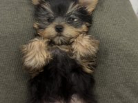 Orjinal dişi erkek teacup yorkie yavrular