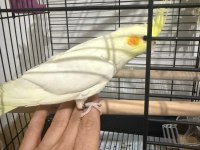 3 aylık sultan papağanı bebek