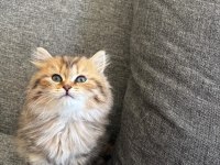 Black golden british longhair