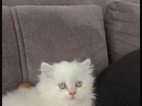Pamuk british yavrularımız