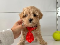Mini maltipoo Bakımı Kolay Bebekler 