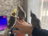 Ev Üretimi Ele Alıştırmalık Sultan Papağanlar