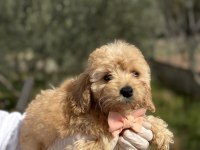 50 günlük orijinal dişi toy poodle