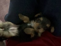 İzmir’de yorkshire terrier dişi yavru