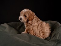 Maltipoo Yavrular