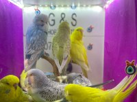 30 35 günlük bebek muhabbet kuşu yavrular