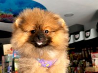 Pomeranian boo 3 buçuk aylık kredi kartı geçerli