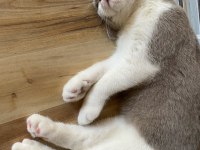 British shorthair bicolor 6 aylık