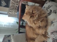 2 YAŞINDA OĞLUMA GELİN ARIYORUM PERSİAN