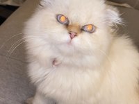 British Longhair 8 Aylık Dişi