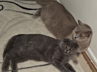 Çok uysal sevecen scottish fold