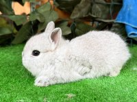 SAFKAN HOLLANDA LOP VE CÜCE TAVŞANIMIZ