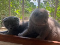 Antalya scottish fold 2 dişi kedimiz