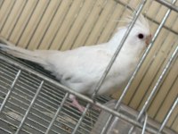 Albino Erkek Özel Mutasyon Wf Dişi İki Genç Sultan