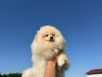 Pomeranian Yavru Köpeğimiz