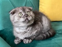 Safkan Scottish Fold Ankara