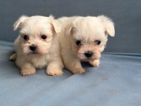 Mini Boy Maltese Bebekler