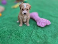  MALTİPOO  YAVRULARIMIZ 