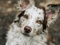 Merle border collie yavrular hazır