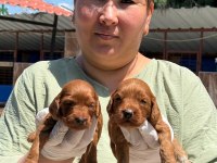 Sevimli Maltipoo Yavrularımız