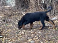 Son 3 adet dişi yavru rottweiler