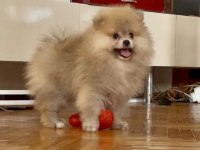 POMERANİAN BOO ORANGE ERKEK