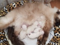 3 adet minik ragdoll yavru