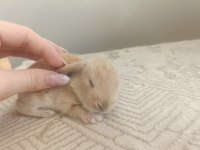 Mini Lop Tavşan Bebek