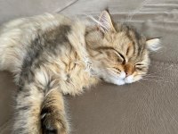 British longhair golden tabby